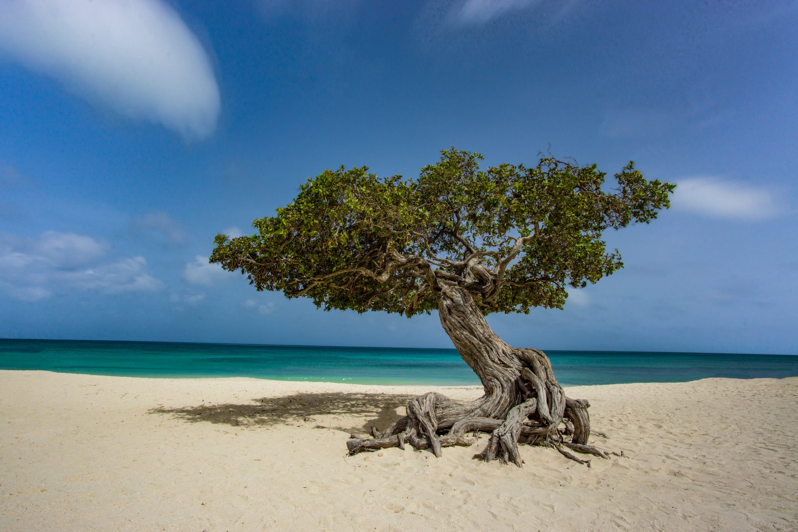 Eagle Beach Fofoti boom