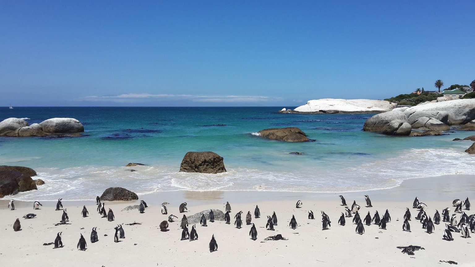 Pinguins Zuid Afrika Boulders Beach