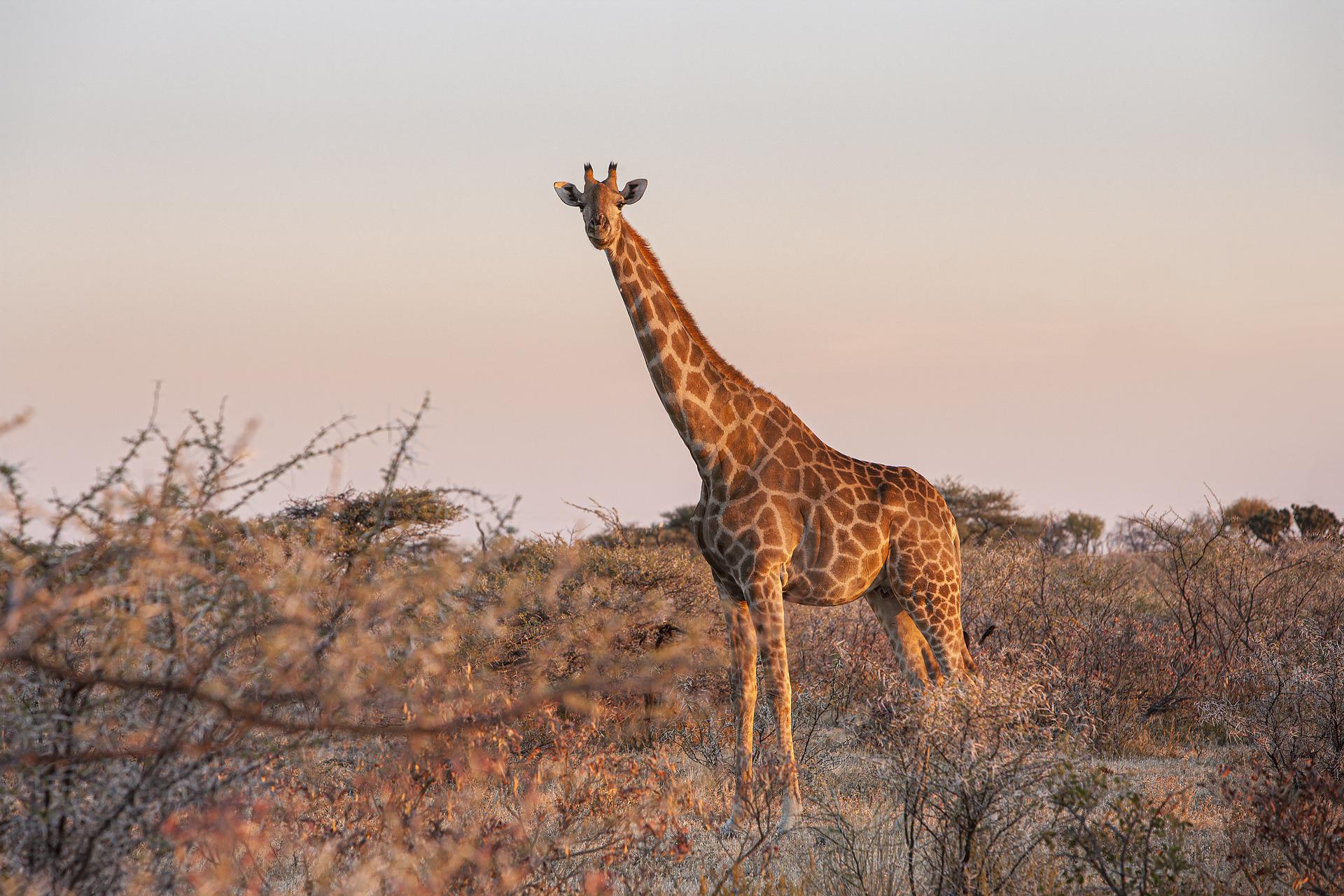 Giraffe in Etosha