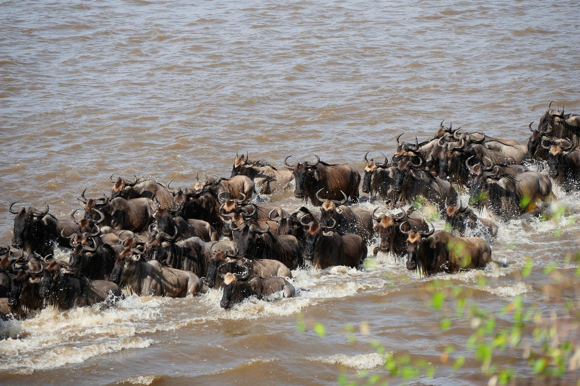 Serengeti Mara River