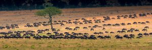 Wildpark natuurpark Tanzania