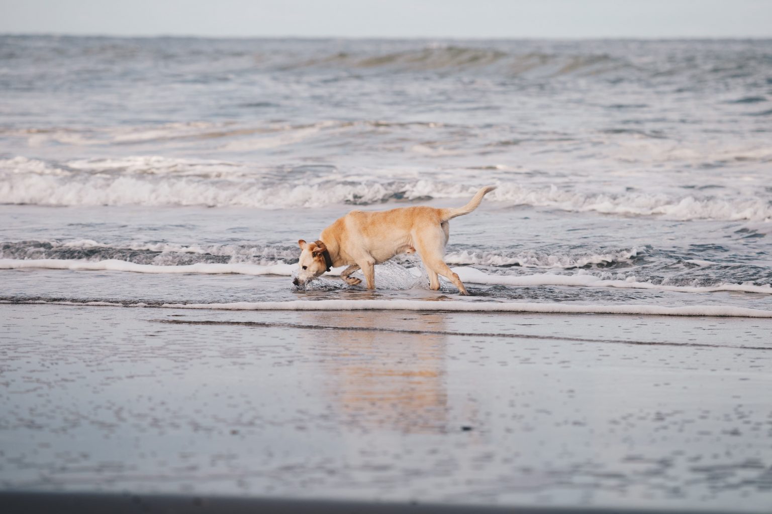 Vakantiepark Texel met hond