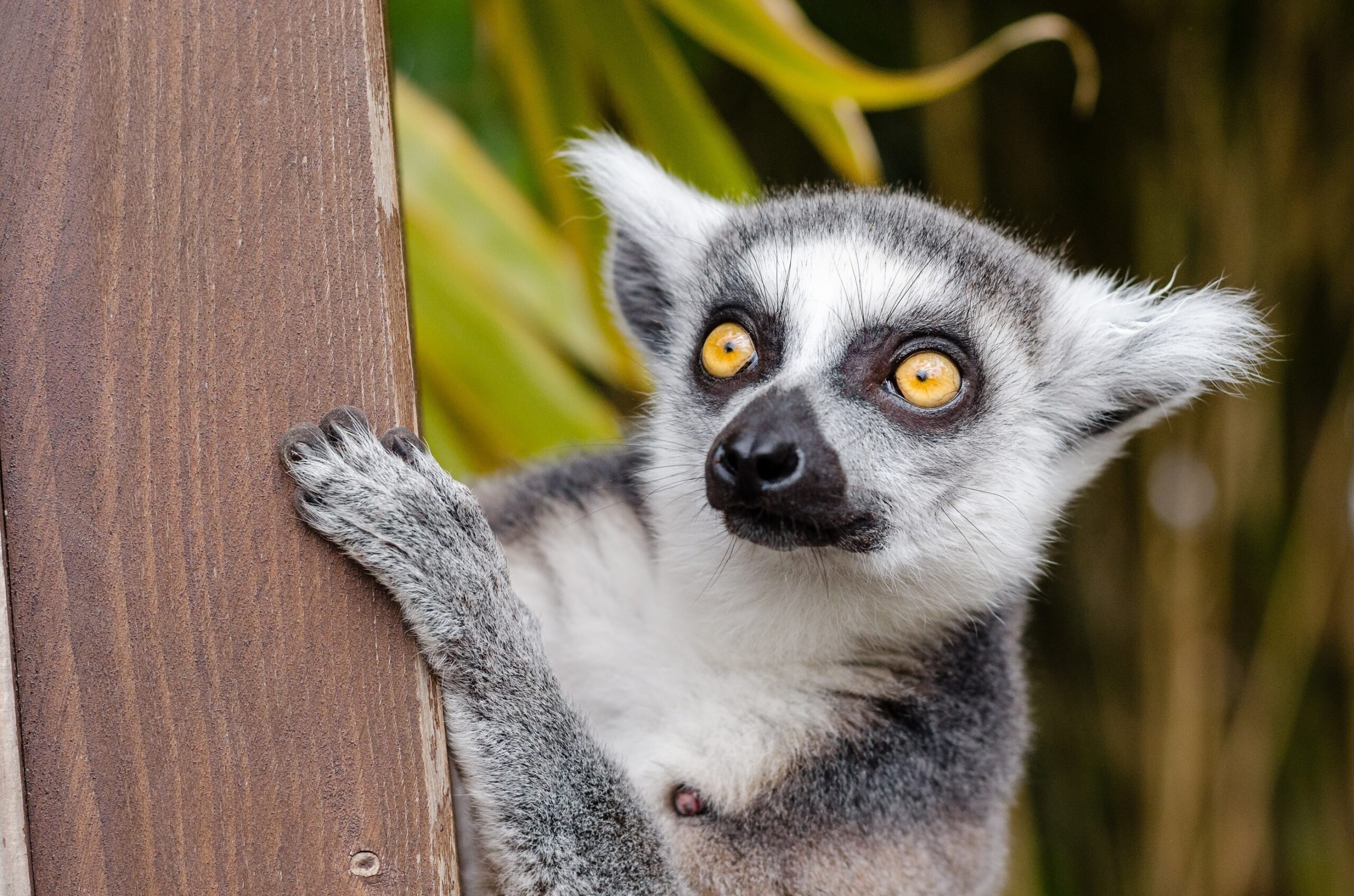 Madagaskar lemuren
