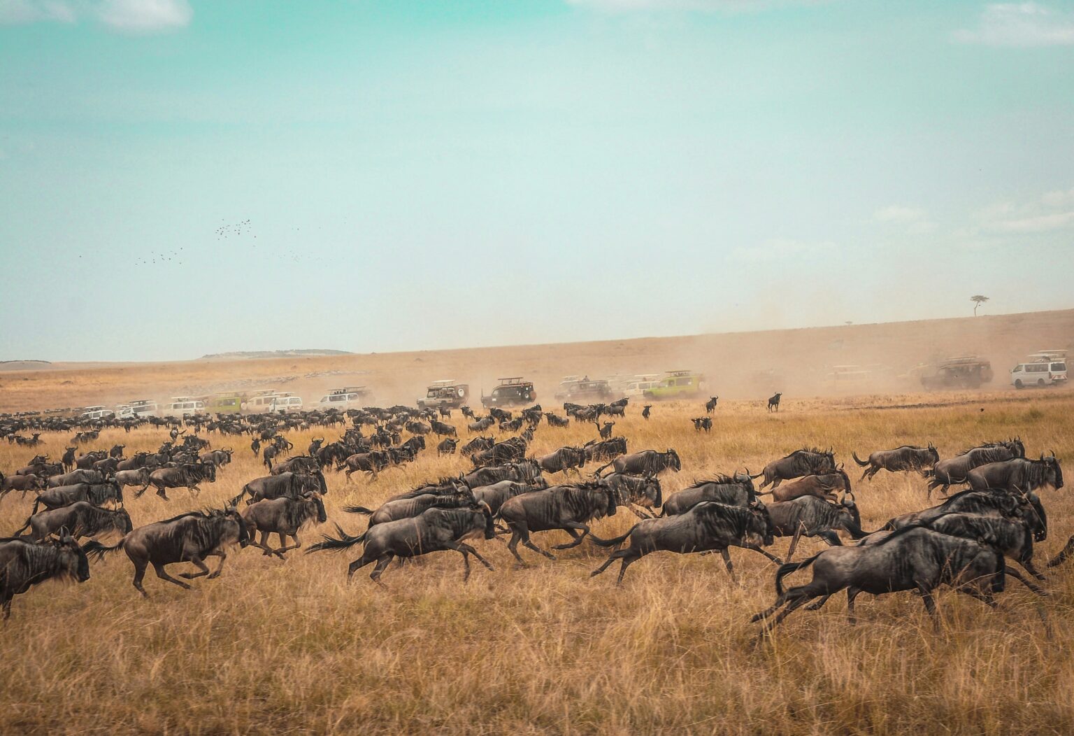 Wat te doen in Kenia