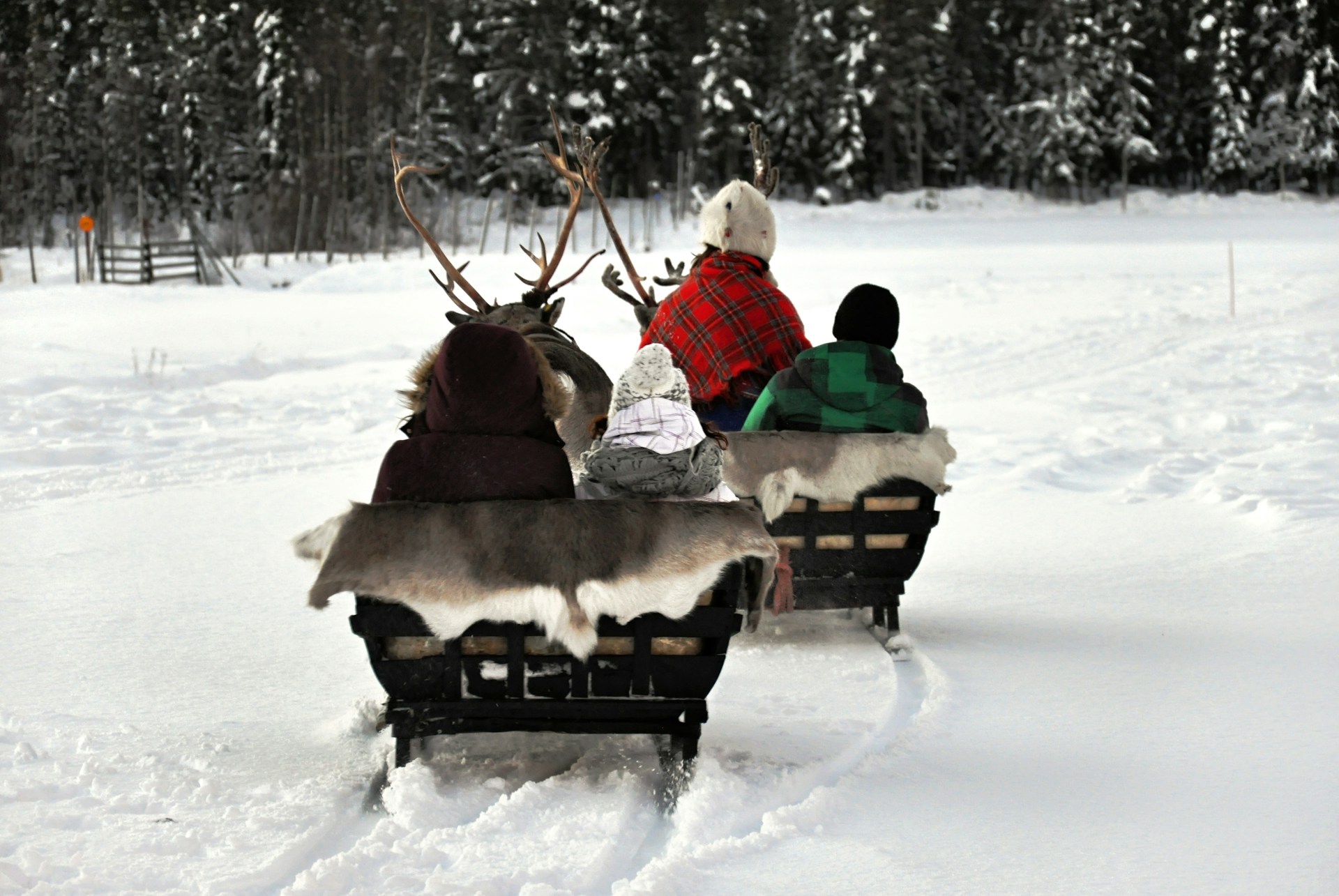 Rendier Fins Lapland