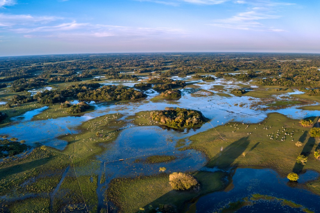 Pantanal Brazilië