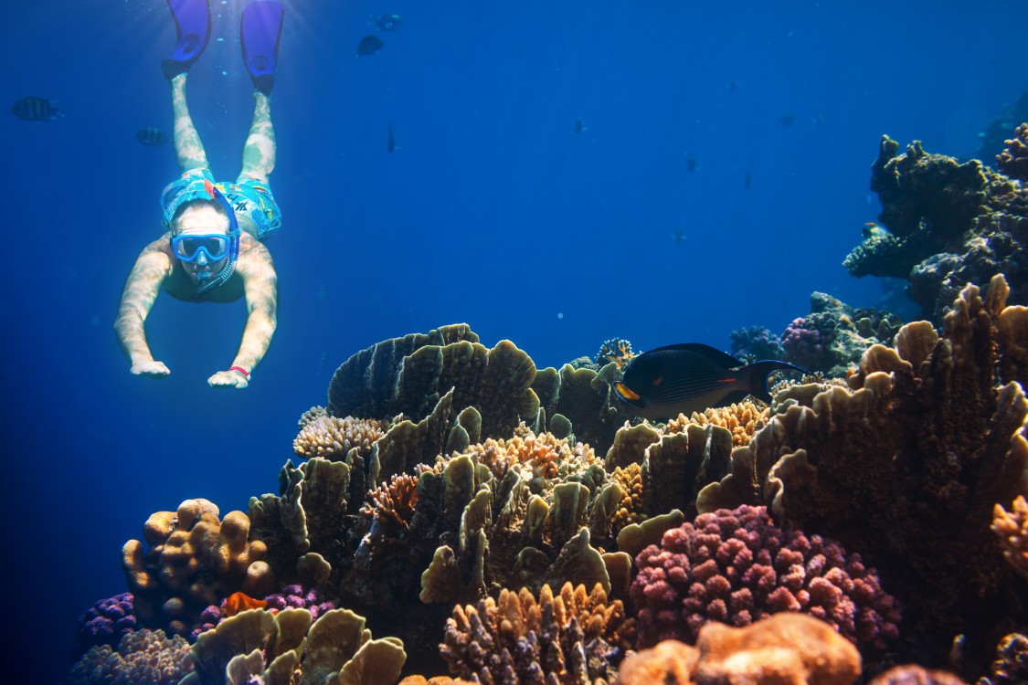 Snorkelen bij rif in Egypte