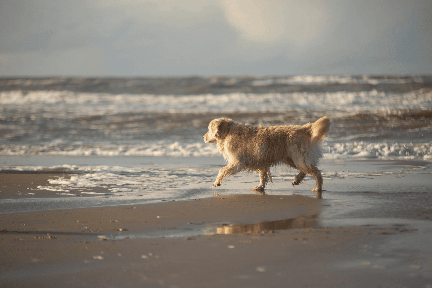 vakantiehuis honden toegestaan met omheinde tuin aan zee