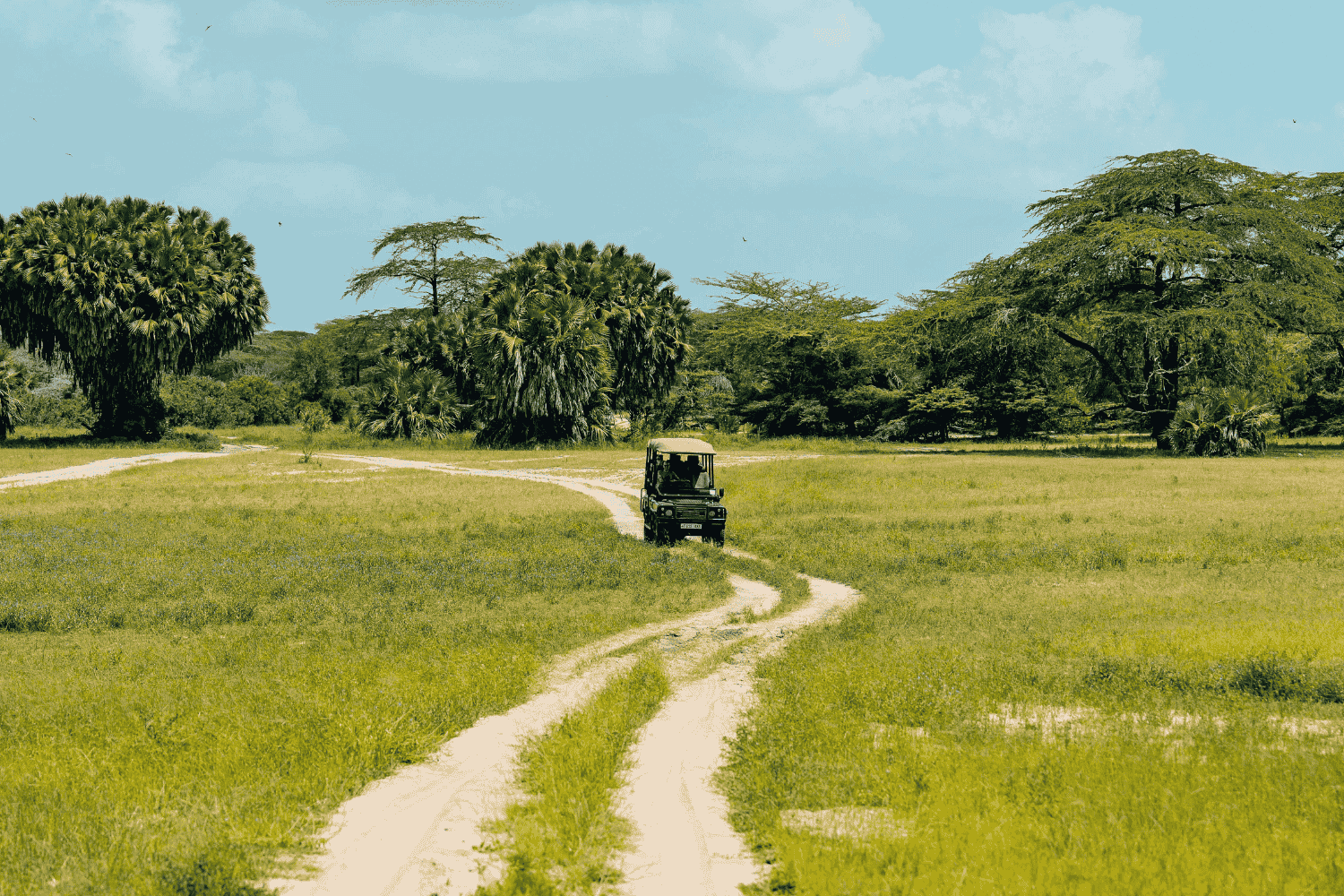 Tips eerste safari in Afrika