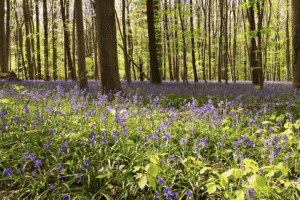 Het Hallerbos