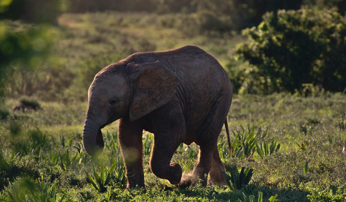 Addo Elephant Park babyolifant