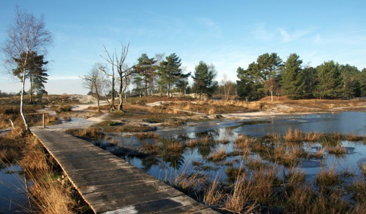 Brunsummerheide