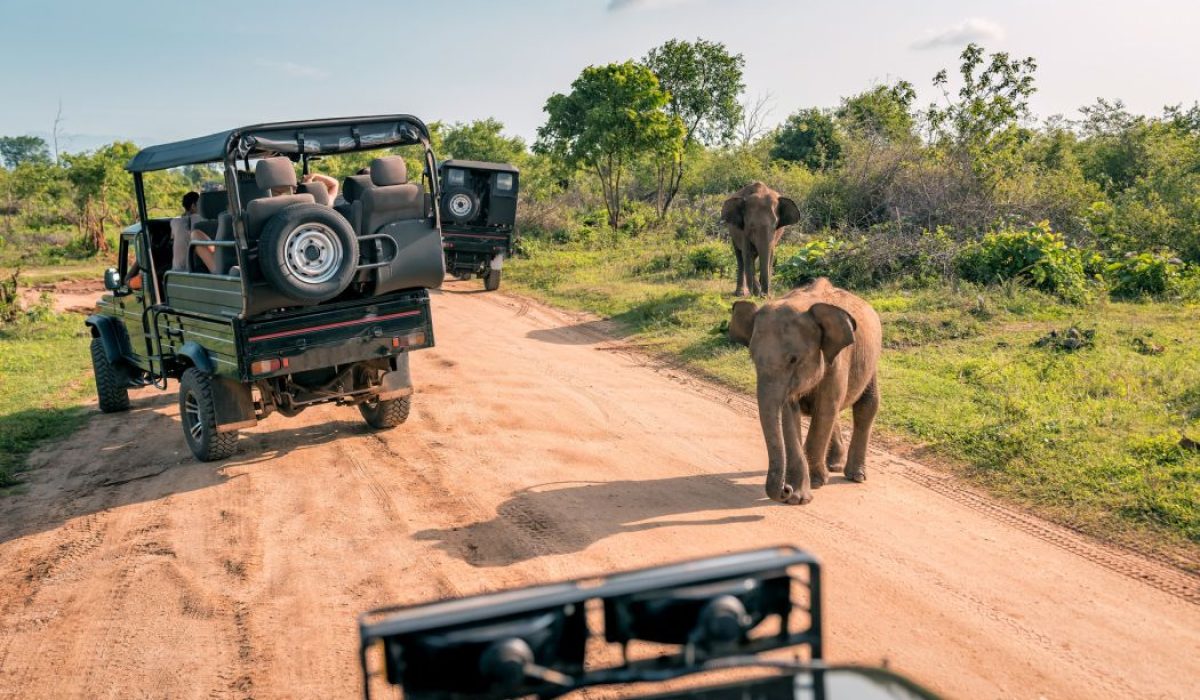 Game Drive safari