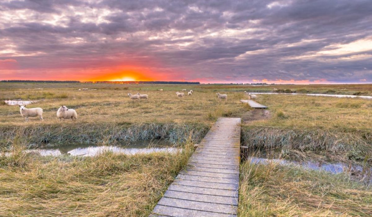 Het Verdronken Land van Saeftinghe