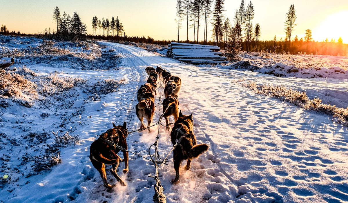 Huskytocht Fins Lapland