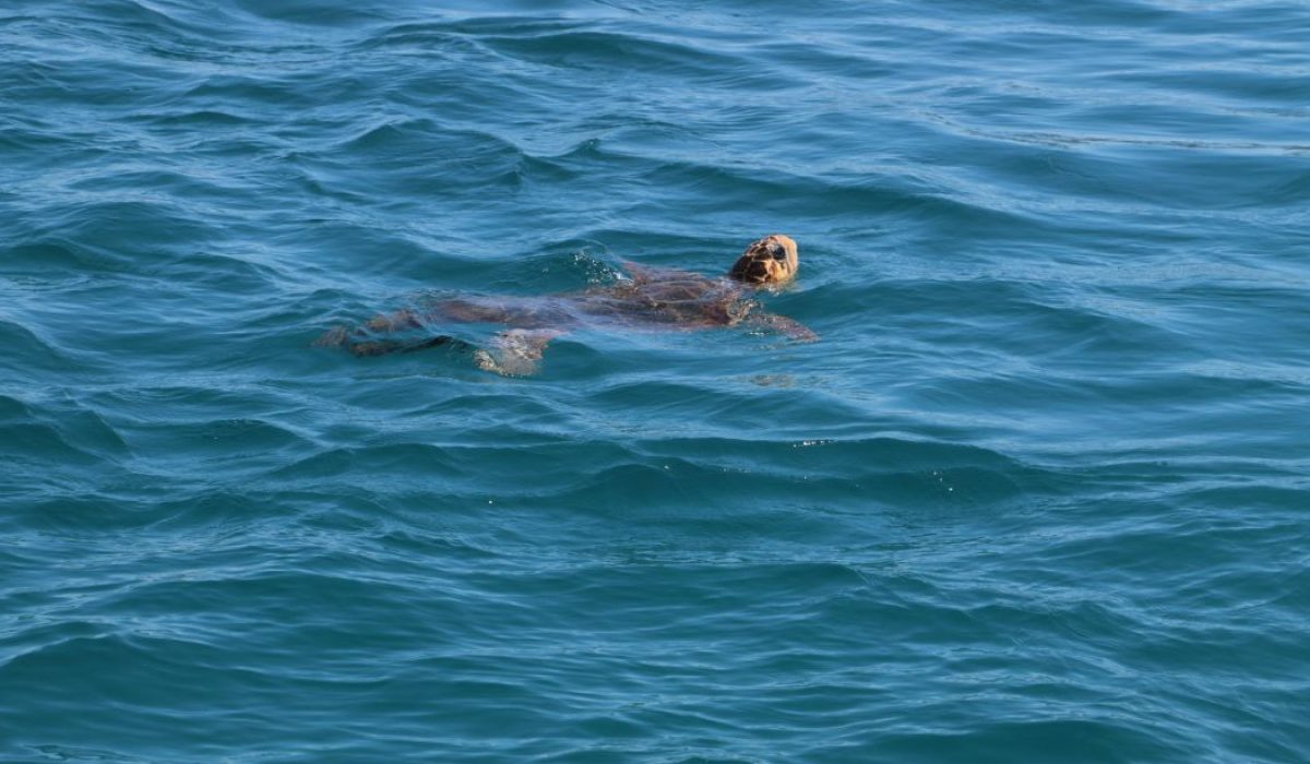 Kalamaki zeeschildpad