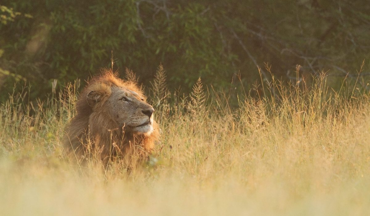 Krugerpark leeuw