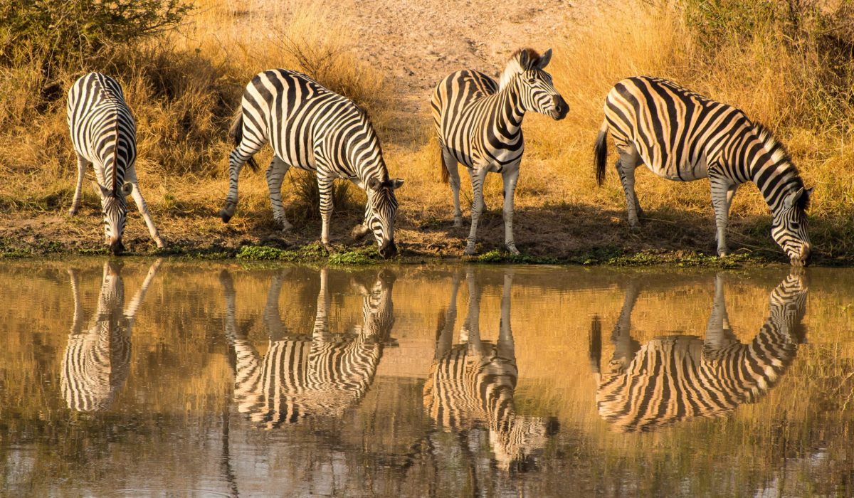Krugerpark zebra's