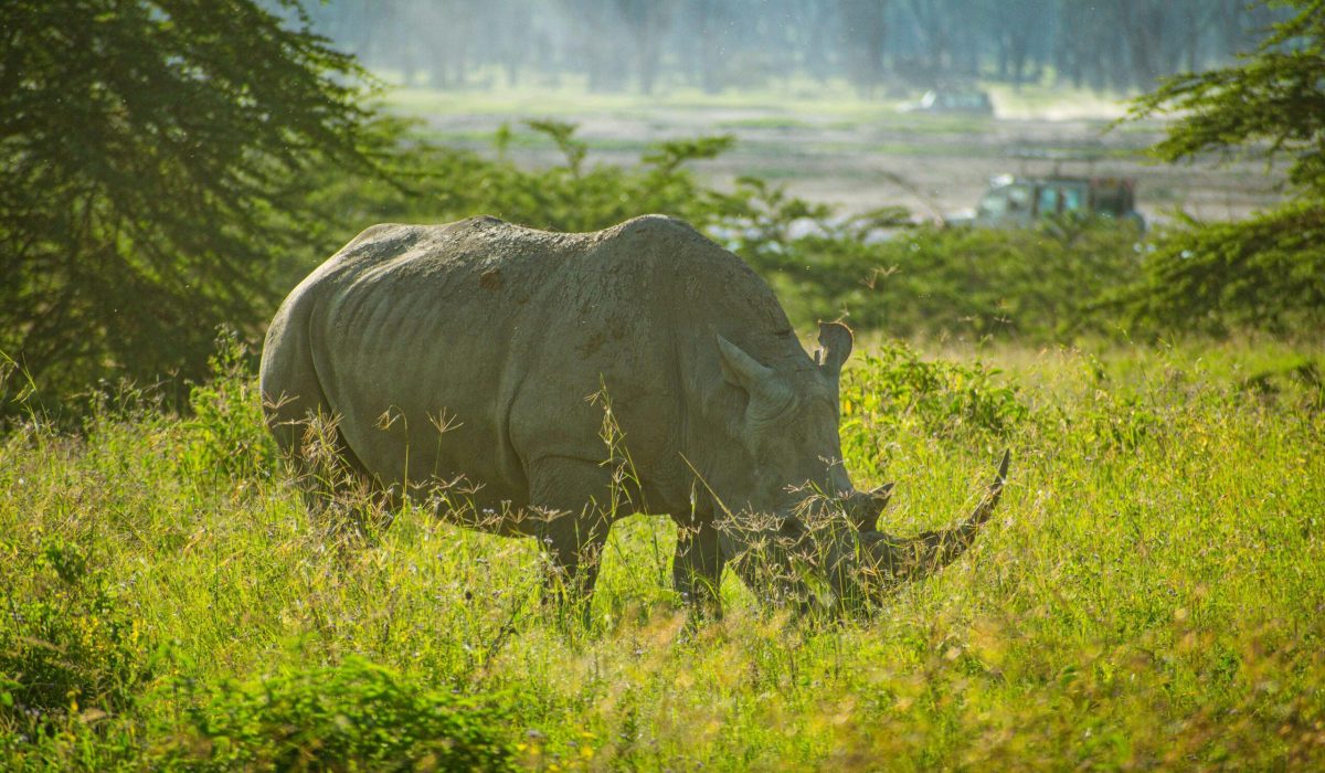 Lake Nakuru neushoorn