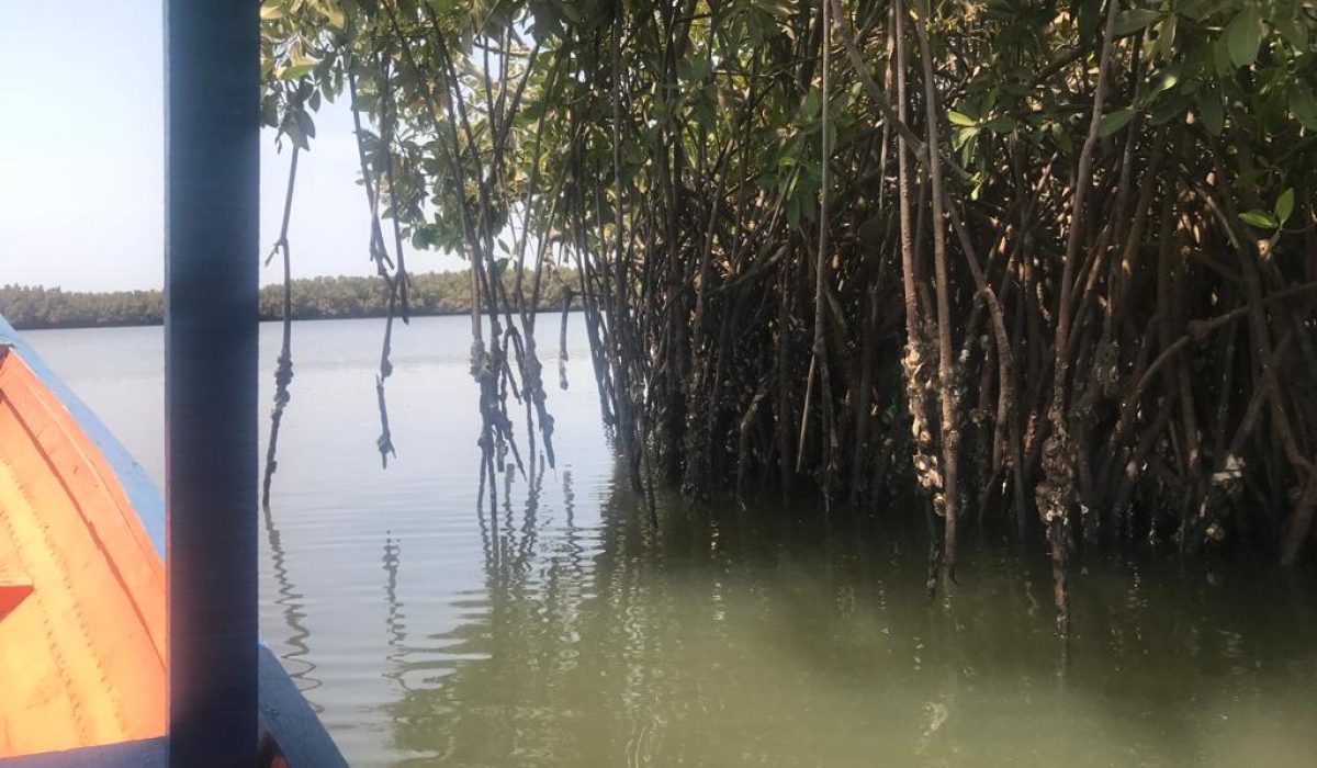 Lamin Lodge mangrove