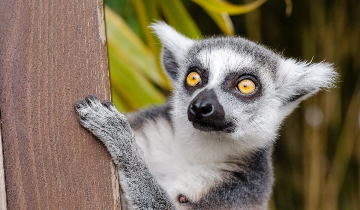 Madagaskar lemuren