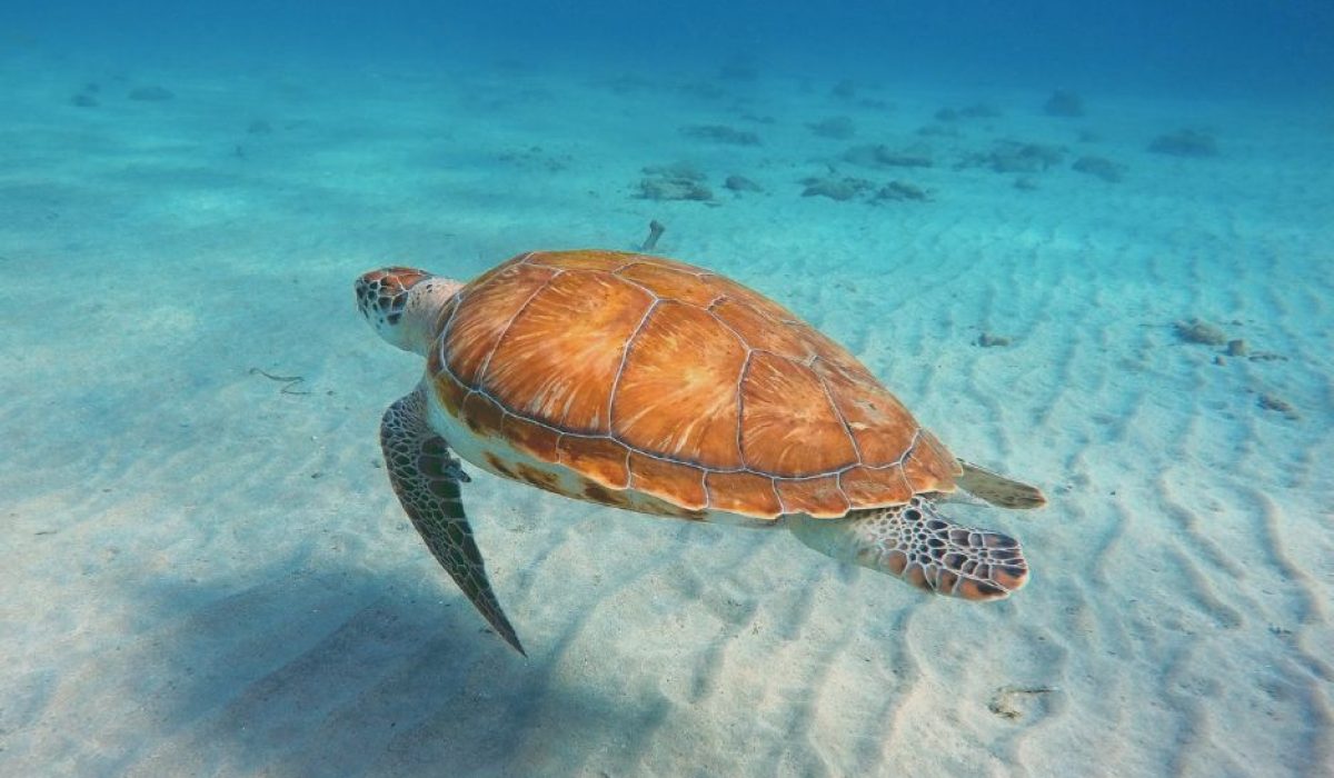 Playa Grandi schildpad