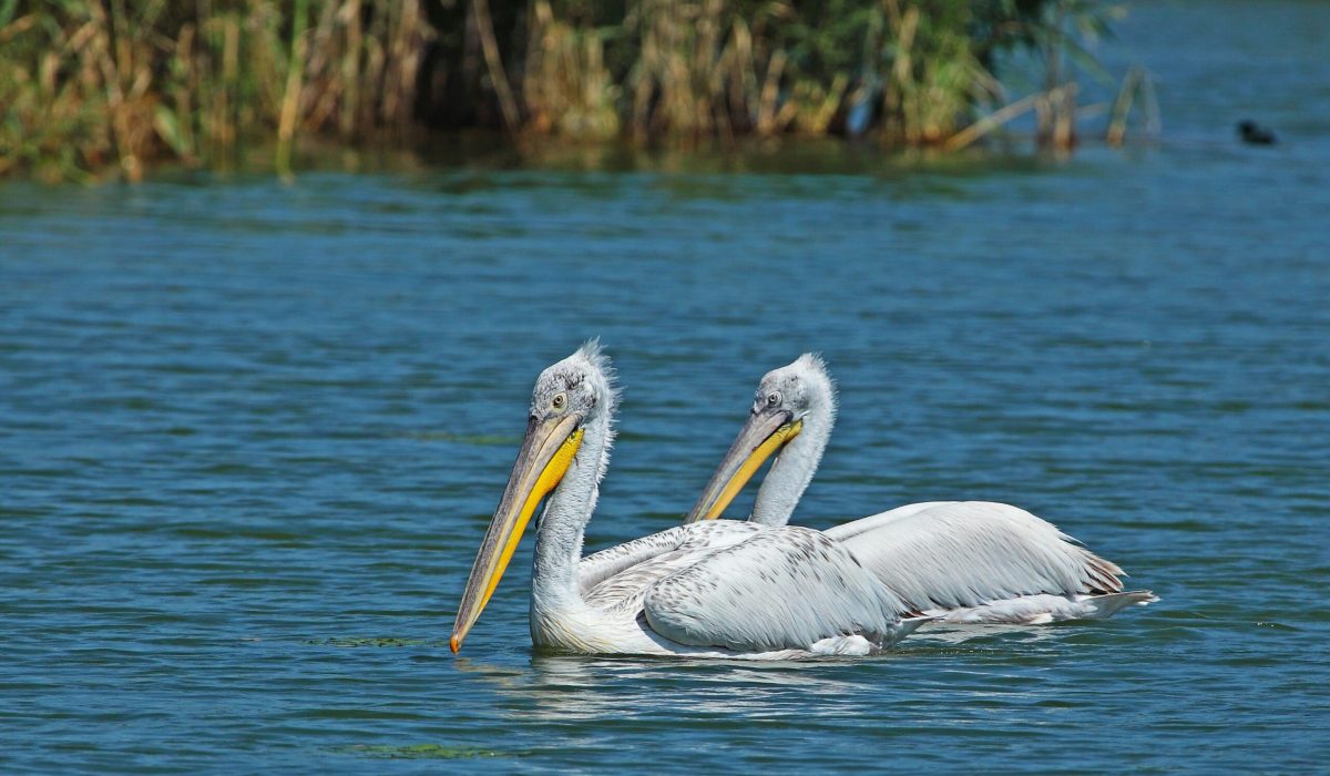 Prespameer pelikanen