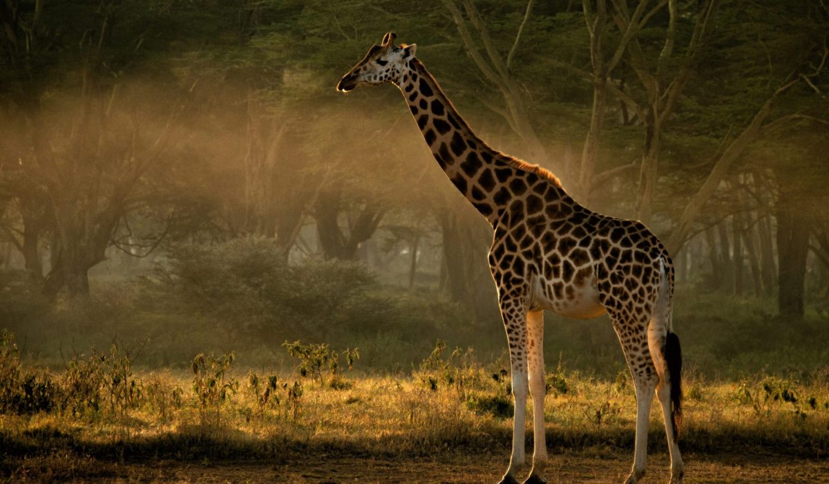 Samburu giraffe