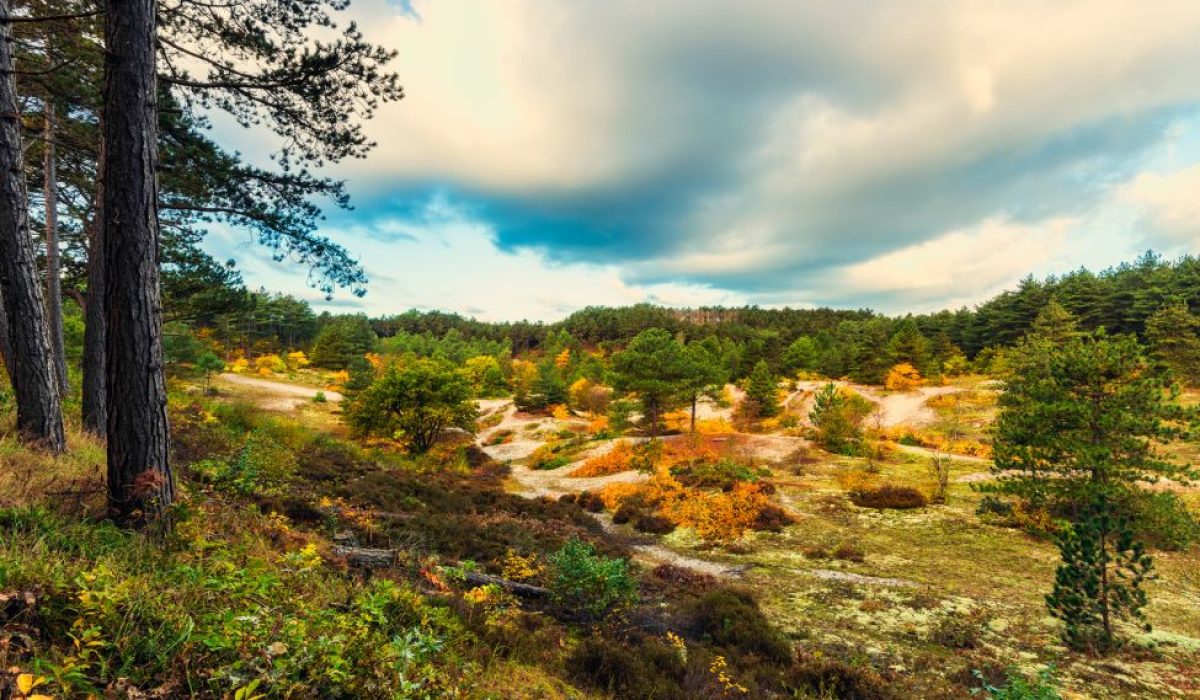 Schoorlse Duinen
