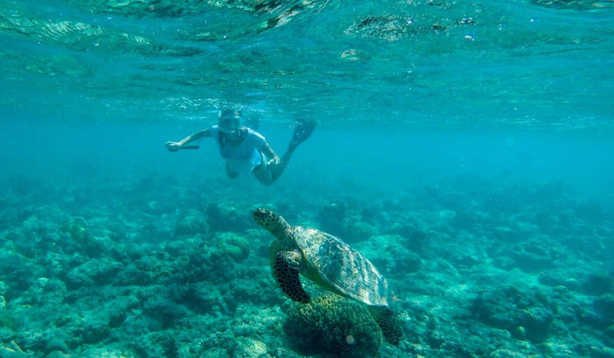 Snorkelen met schildpadden Gili