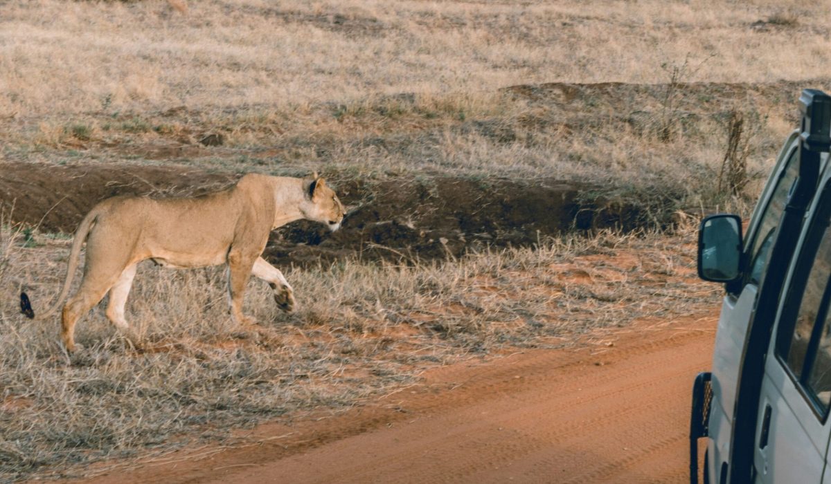 Tsavo leeuw