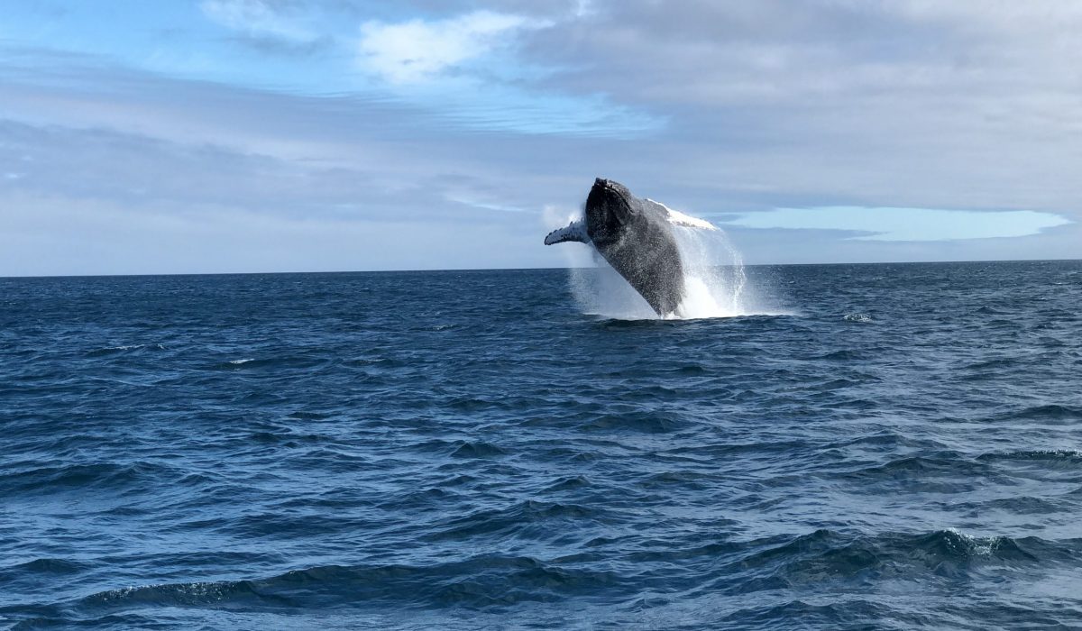 Ucluelet walvissen spotten