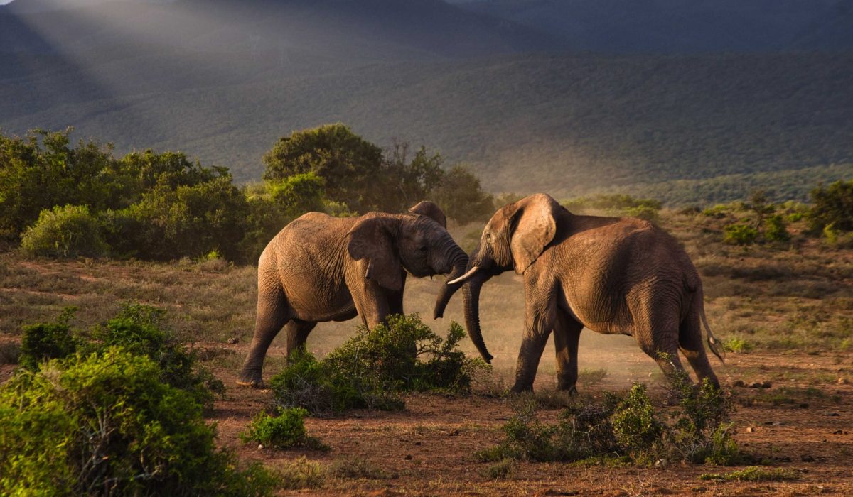 Zuid Afrika Addo olifanten