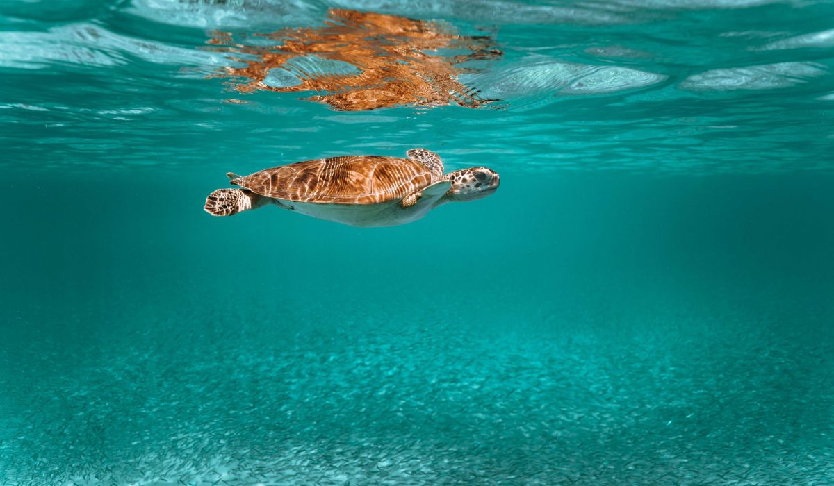 Aruba schildpad