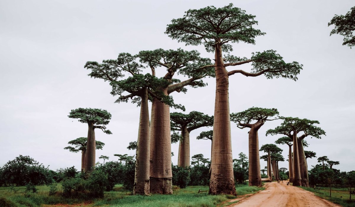 Madagaskar Baobab Avenuee