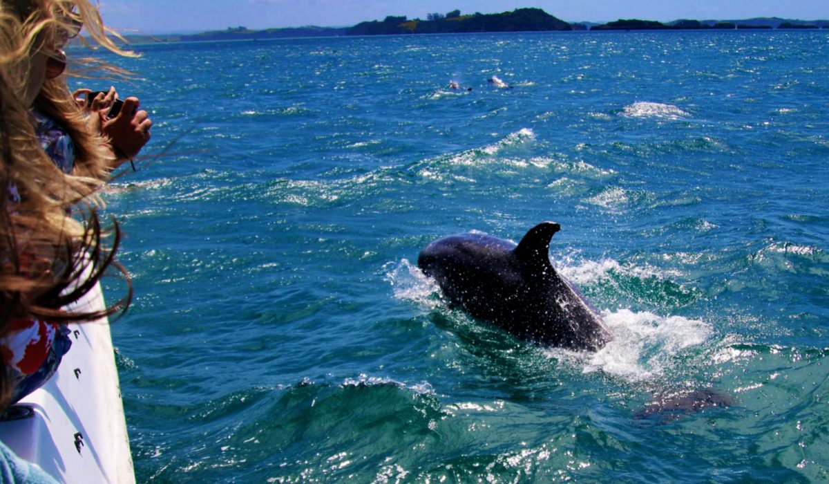 Bay of Islands dolfijnen