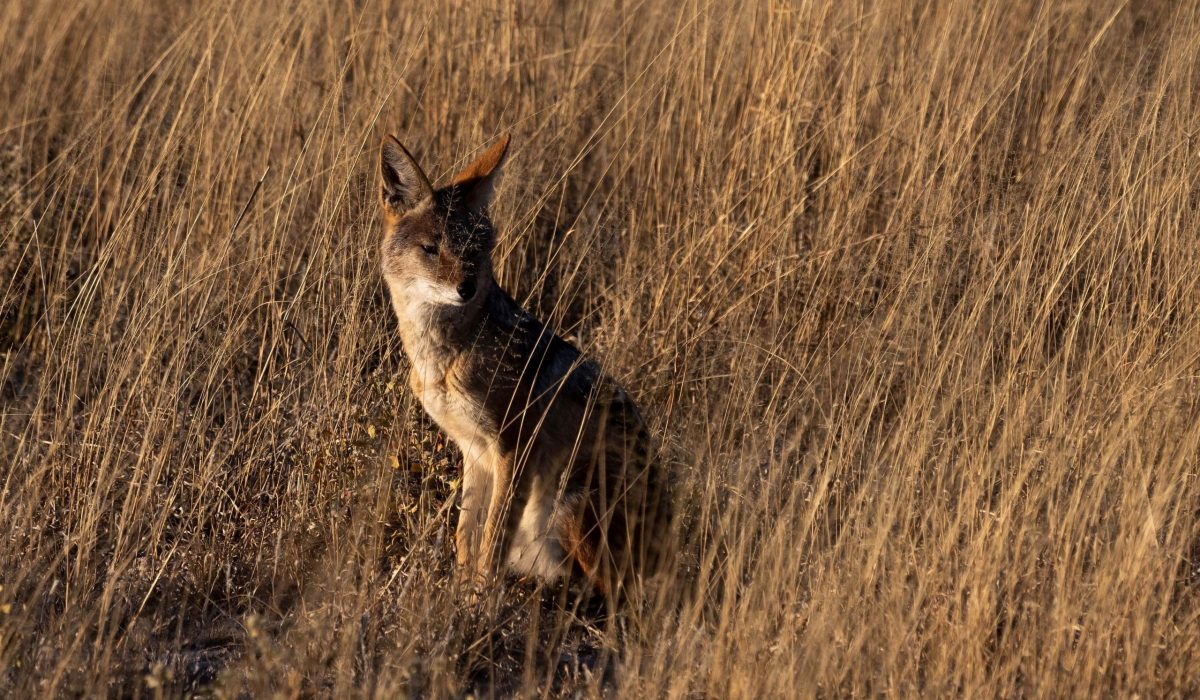 Central Kalahari Game Reserve