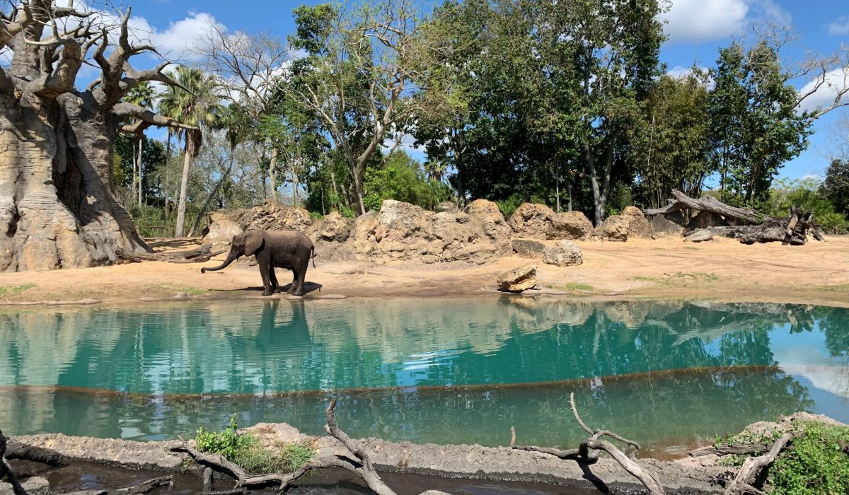 Disney Animal Kingdom