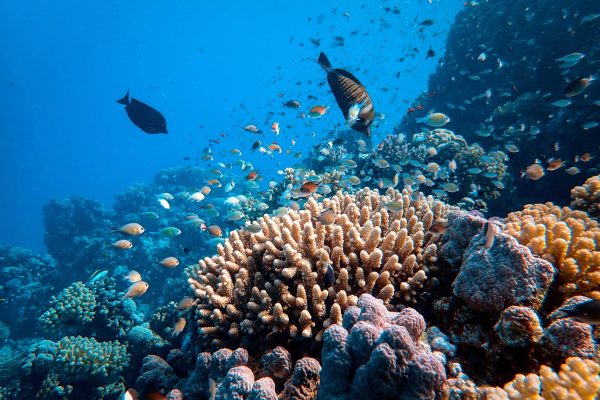 duiken snorkelen Sharm el Sheikh huisrif duiken snorkelen Sharm el Sheikh huisrif
