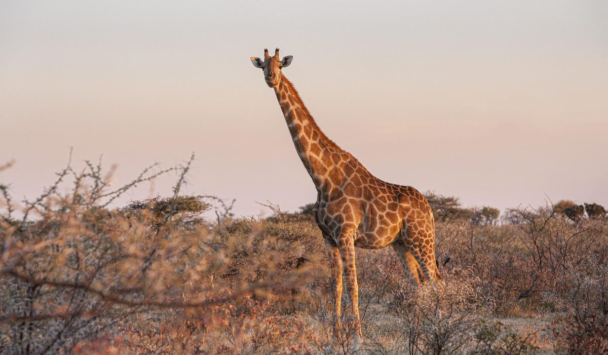 Giraffe in Etosha