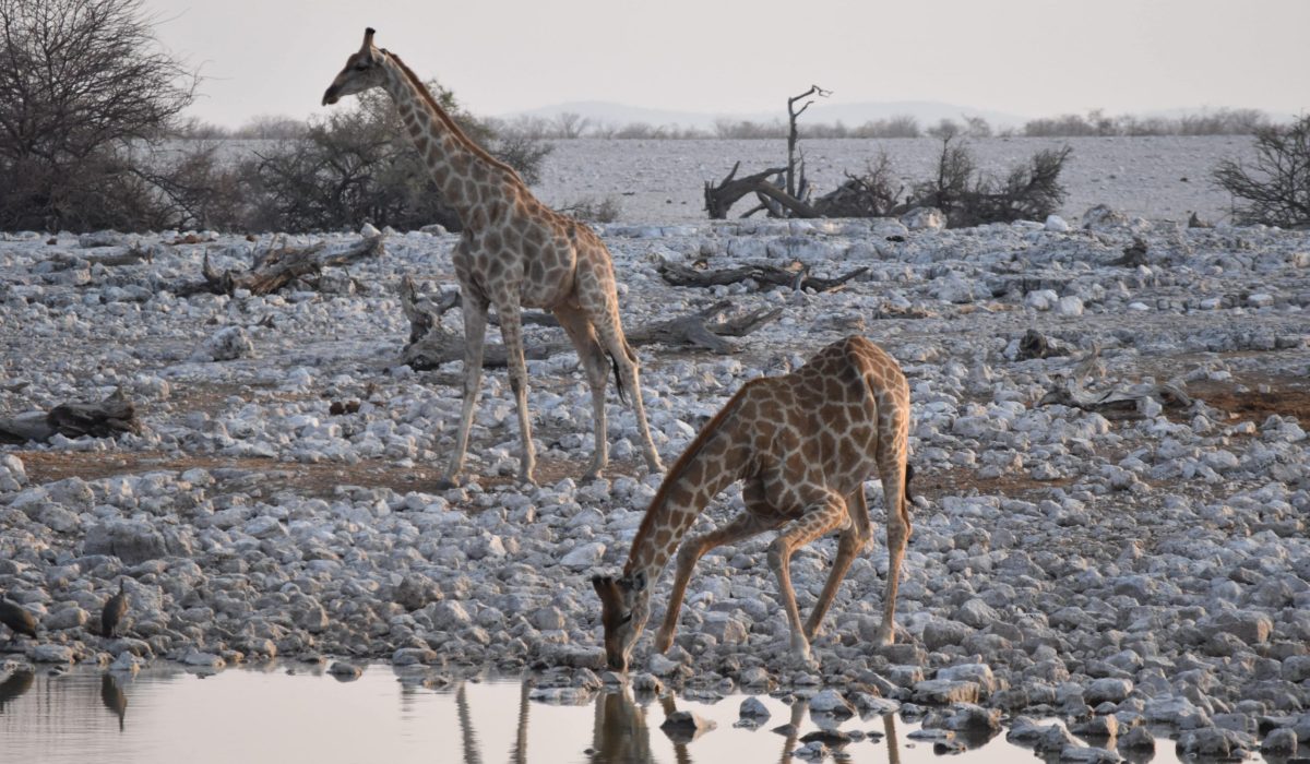 Giraffen in Etosha National Park