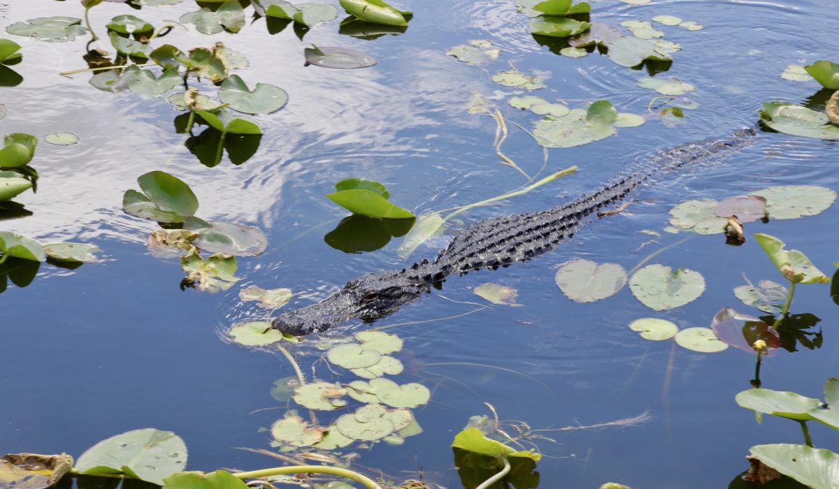 Everglades alligator