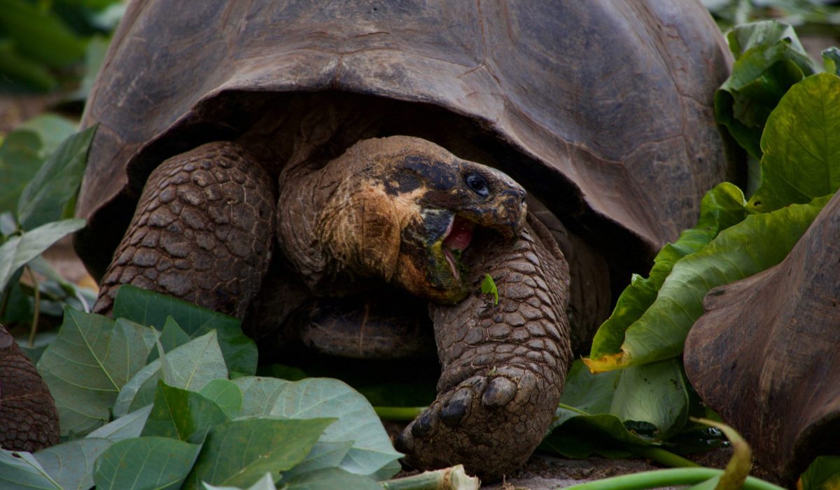 Galapagos schildpad