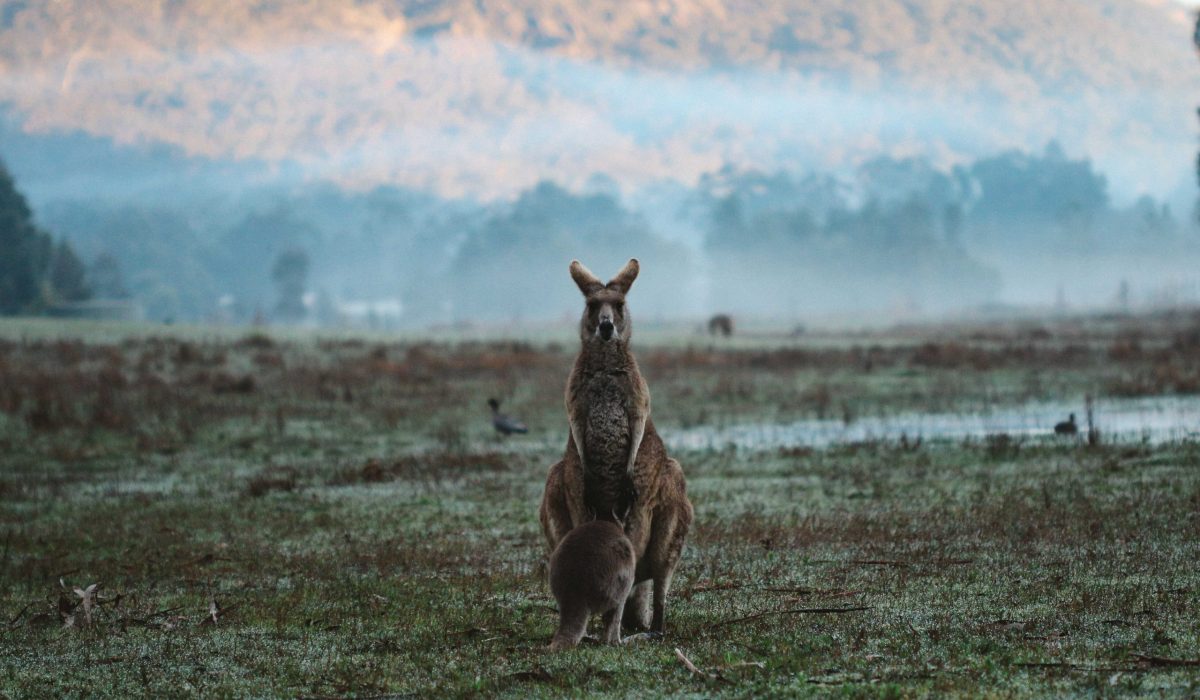 Grampians kangoeroe