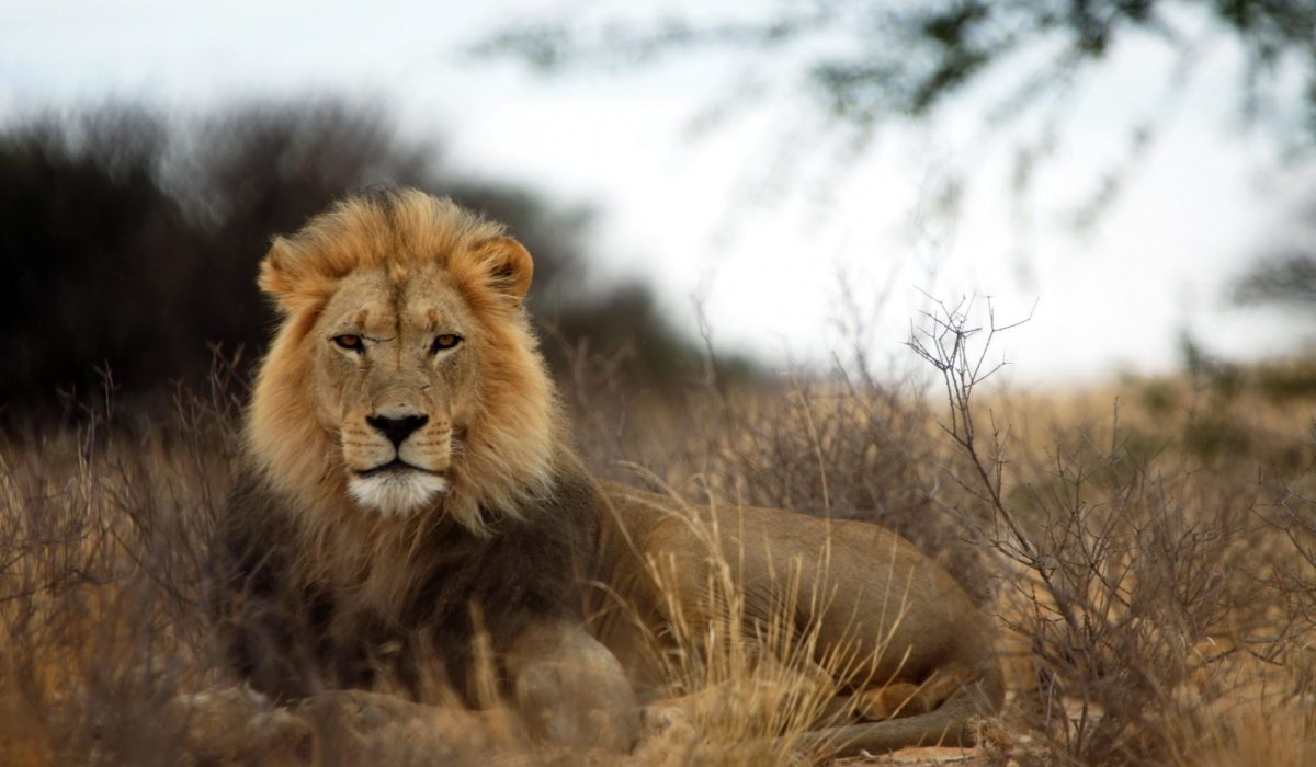 Leeuw in het Kgalagadi Transfrontier Park