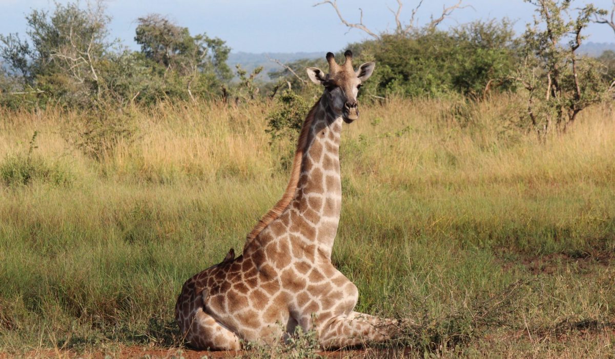 Giraffe in het Krugerpark