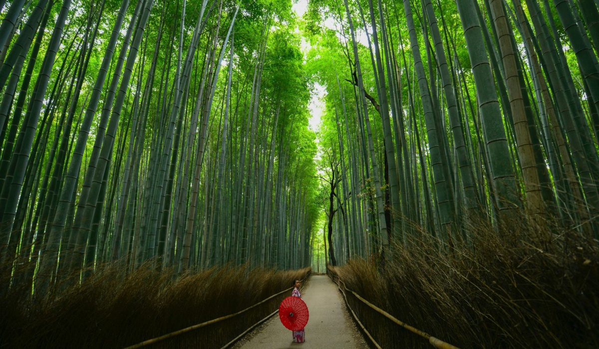 Kyoto Bamboo Forest