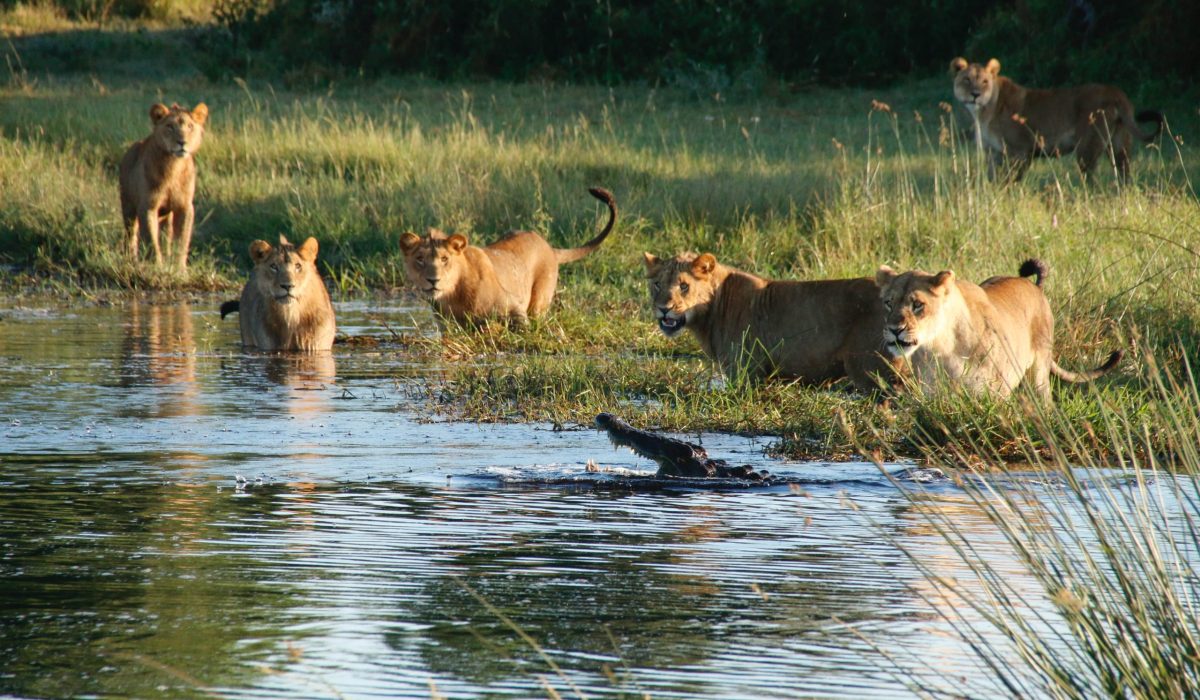 leeuw in de okavango