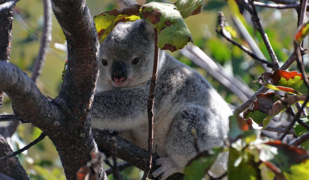 Magnetic Island koala