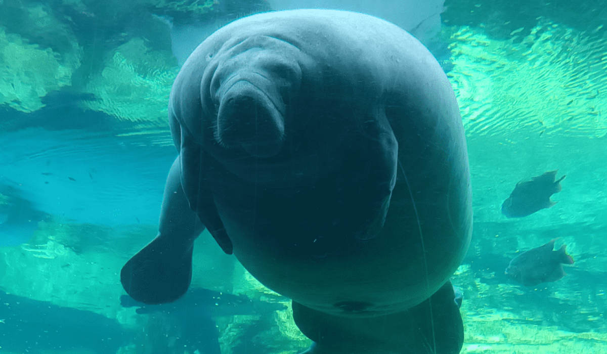 manatee